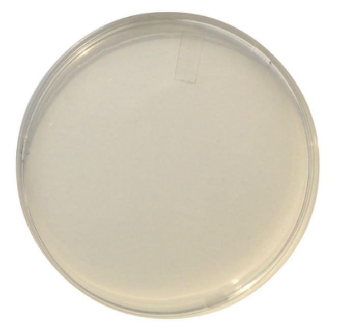 Placa de Agar Mueller Hinton II de color claro para pruebas de sensibilidad